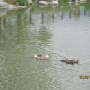 한강오리 이미지