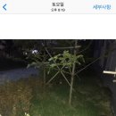 삼순이네 - 세종특별자치시 | 삼순이네