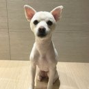 순독 | [광주] 화정동 애견미용 전문 '순독'에서 예민한 아이 미용한 후기