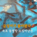 동명항 | 속초 지금 가야 하는 이유 2025년 동명항 오징어난전 내돈내산 후기