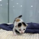 수원시동물보호센터 동물병원 이미지