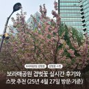 GS25 보라매삼성 | 보라매공원 겹벚꽃 실시간 후기와 스팟 추천 25년 4월 27일 기준