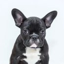 곱슬강아지 이미지