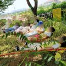 입장초등학교 병설유치원 이미지