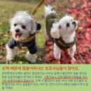 용담면 8583[48-2] | 서산 애견카페 인기 봄에 가기 좋은 10곳 TOP 10 비교