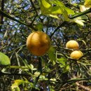 영종초등학교 금산분교 이미지