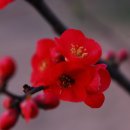 메주꽃이랑 이미지