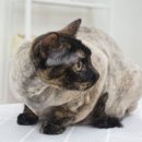 코냥코냥 이미지