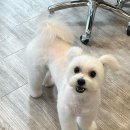 위즈펫살롱 네이버블로그