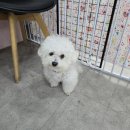 디디애견미용 이미지