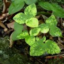 병해충별 농약의 적용예시 이미지