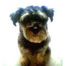 강아지사랑 이미지