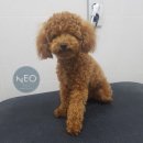 네오메디컬동물병원 이미지