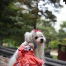 퍼피맘