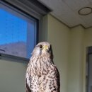 경기도야생동물구조관리센터 이미지