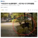 시슴 이미지