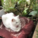 데이드림빌리버 이미지