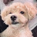 더본 외과동물의료센터 이미지