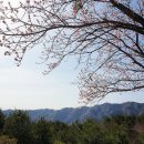 촌사람민박 | 삼척 벚꽃 에어비앤비 하늘솔황토민박 매화꽃 무릉도원뷰 :) 내돈내산