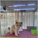 펫퍼스트24시 서울송파점 강아지고양이분양말티푸말티즈푸들 이미지