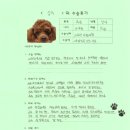 [#1186] 심우(양측 슬개골탈구 G4 / 양측 원위대퇴골 절골)의 수술후기
