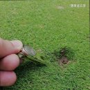 씨스포빌 맹방골프장
