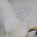 MUNG MOO 이미지