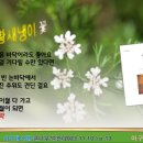 이구재 / 황새냉이 꽃 이미지