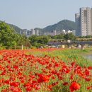 꽃길 이미지