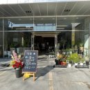 샤론  꽃  화원 이미지