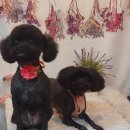 깜보살롱 이미지