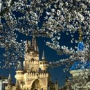 개화약국 | 🌸2026년 석촌호수 벚꽃축제 완벽 가이드 | 개화상태·일정·꿀팁 총정리🌸