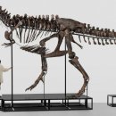 화석 2002 이미지