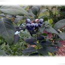 양강농장 이미지