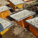 정산영농조합법인 이미지