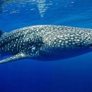 아쿠아플라넷 제주 이미지