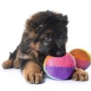 안녕 댕댕아 이미지