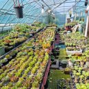 인수다육 이미지