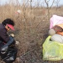 경산아지매 이미지