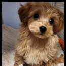 멍했냥 평택본점 이미지