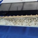 샤론팰리스 이미지