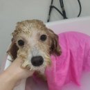 티거야 사랑해 초곡점 이미지