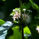 커피나무 이미지