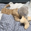 포유동물병원 네이버블로그