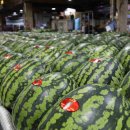 일일농산물 이미지