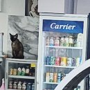 캣츠앤몬스터 이미지