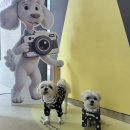 소노펫 뷰티 | 소노캄 고양 반려동물 셀프촬영 펫부스 이용방법, 가격, 체험 후기