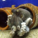 리좀