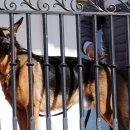 ANOTHER DOG 이미지