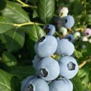 예지농장 이미지